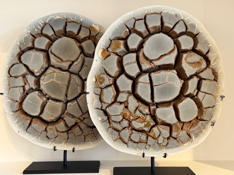 Septaria Concretion
