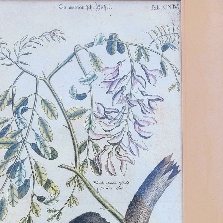 Suite of 6 framed animal engravings, 19th century