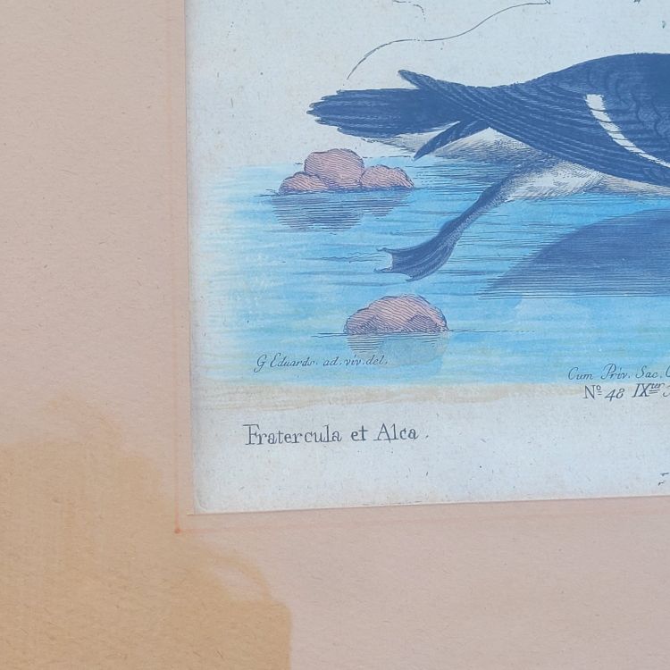 Suite of 6 framed animal engravings, 19th century
