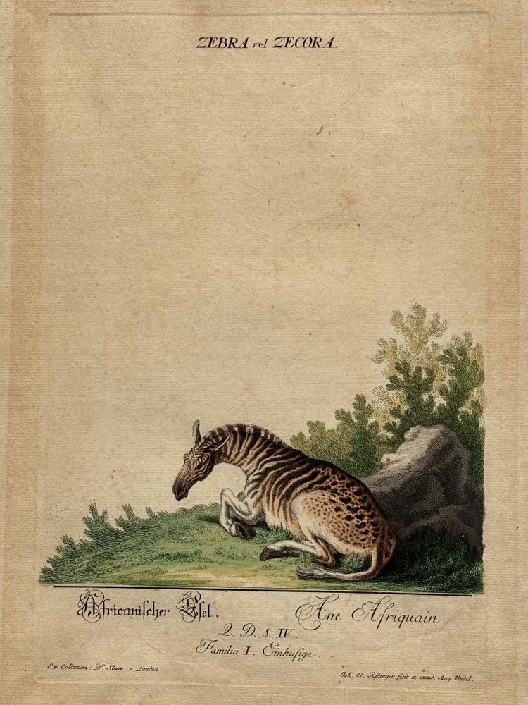 Incisione di Johann Elias RIDINGER < L> XVIII secolo 