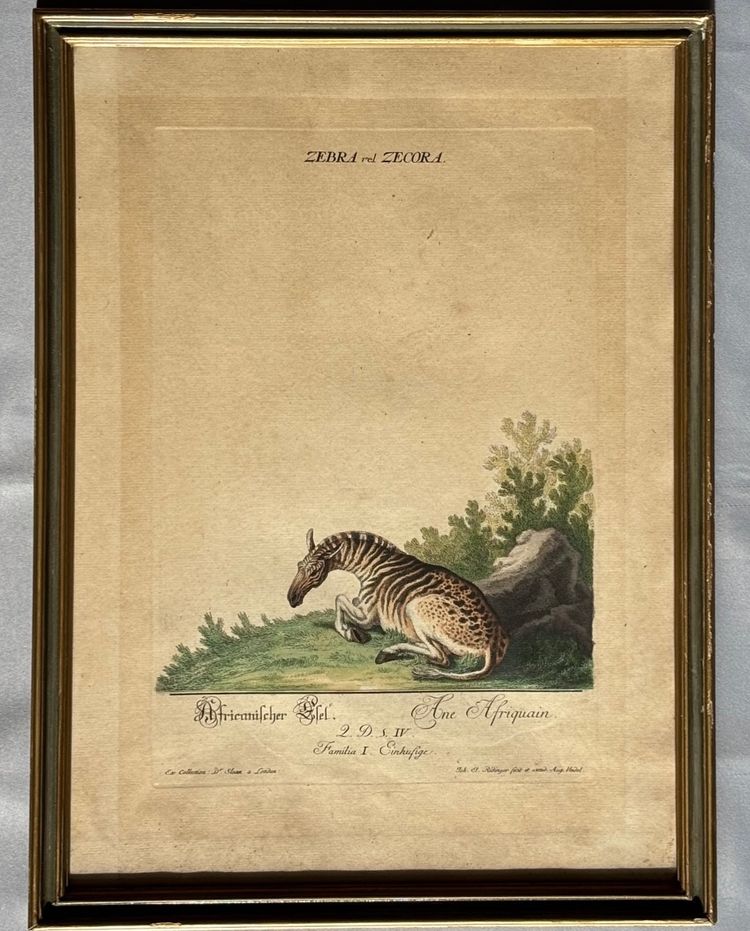 Incisione di Johann Elias RIDINGER < L> XVIII secolo 