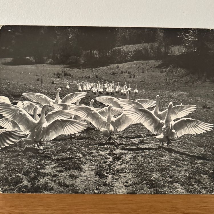 Photo argentique Bernard Darot XXe Photo Club Nantais Le Ballet des oies