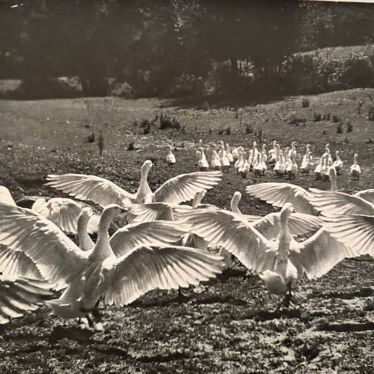 Photo argentique Bernard Darot XXe Photo Club Nantais Le Ballet des oies