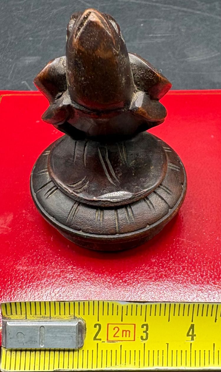 WALNUT TURTLE SUBJECT