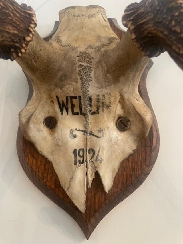 Large deer antler dated 1924