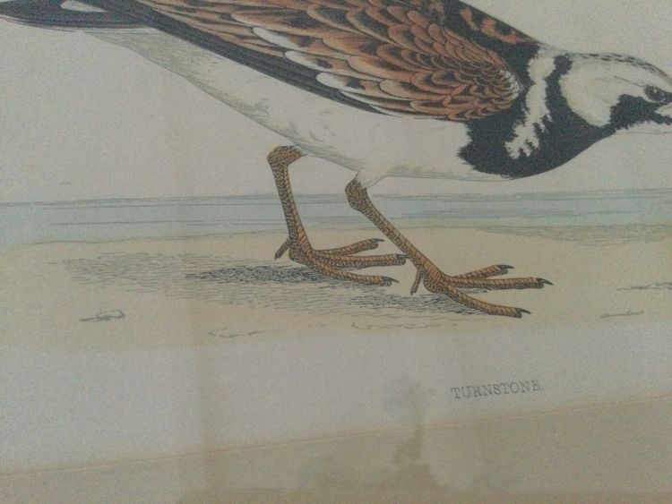 Gravure ornithologique anglaise XIXe 