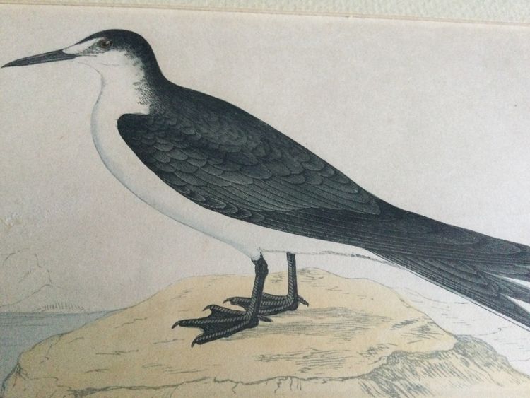 Gravure ornithologique anglaise XIXe 