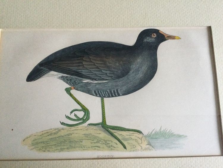 Gravure ornithologique anglaise XIXe 