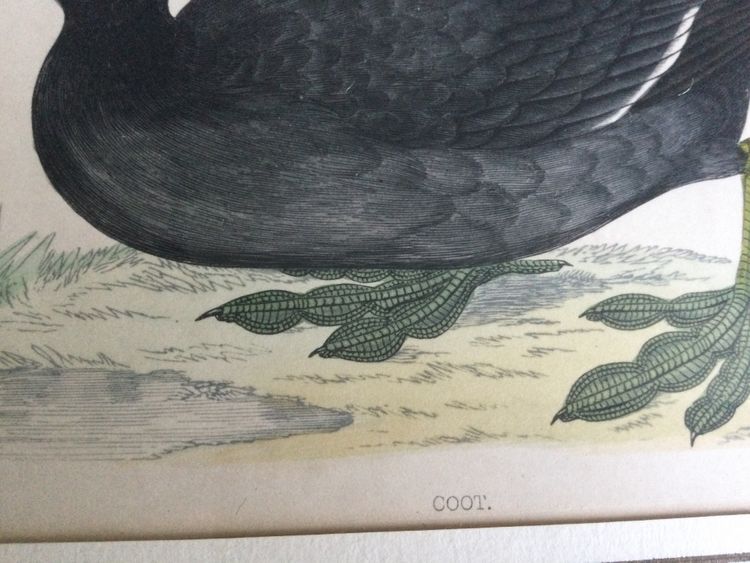Gravure ornithologique anglaise XIXe 
