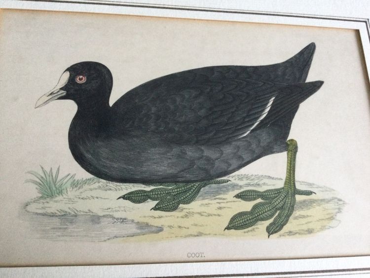 Gravure ornithologique anglaise XIXe 