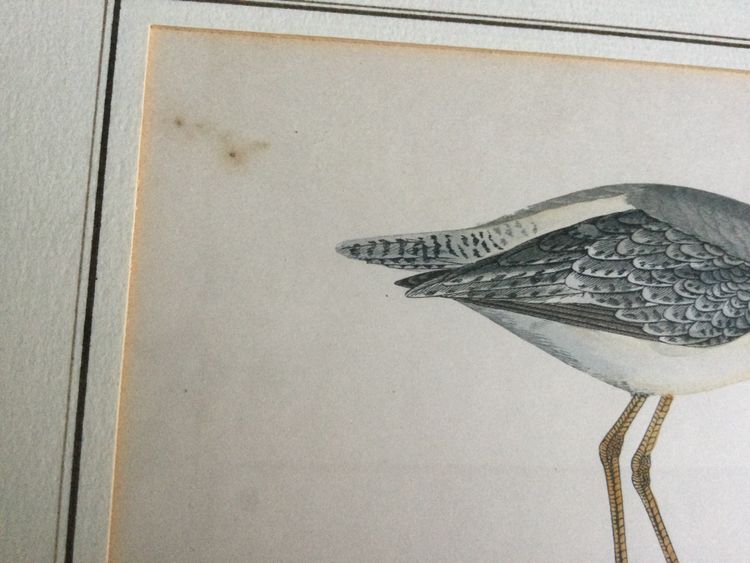 Planche ornithologique anglaise XIXe 