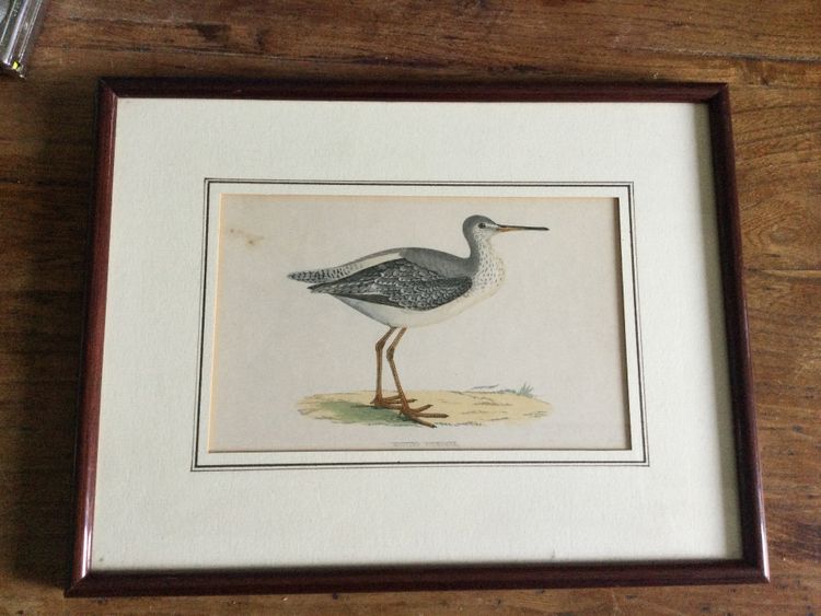 Planche ornithologique anglaise XIXe 