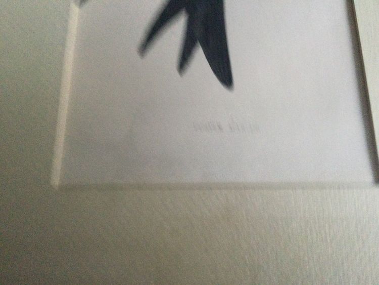 Planche ornithologique, anglaise XIXe 