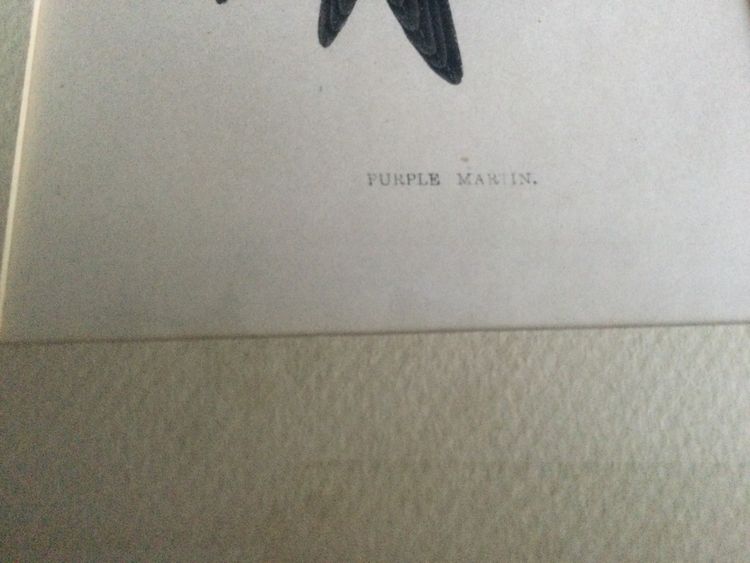 Planche ornithologique, anglaise XIXe 