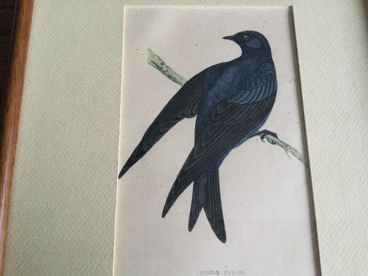 Planche ornithologique, anglaise XIXe 