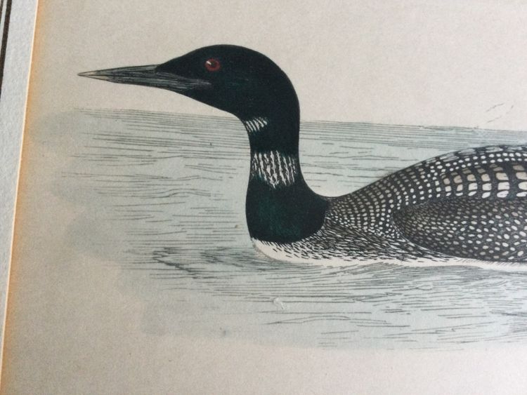 Planche ornithologique, anglaise XIXe 