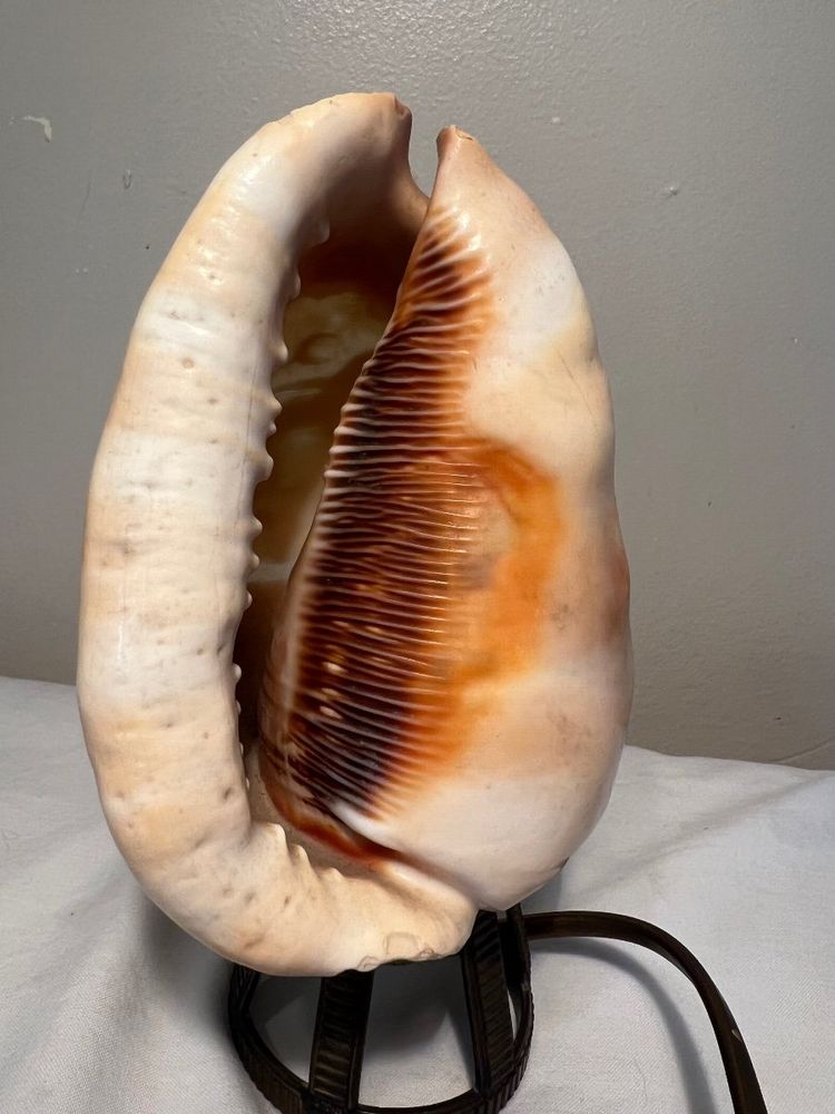Seashell Nightlight
