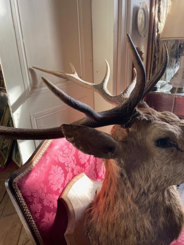 Important ten-point stag trophy