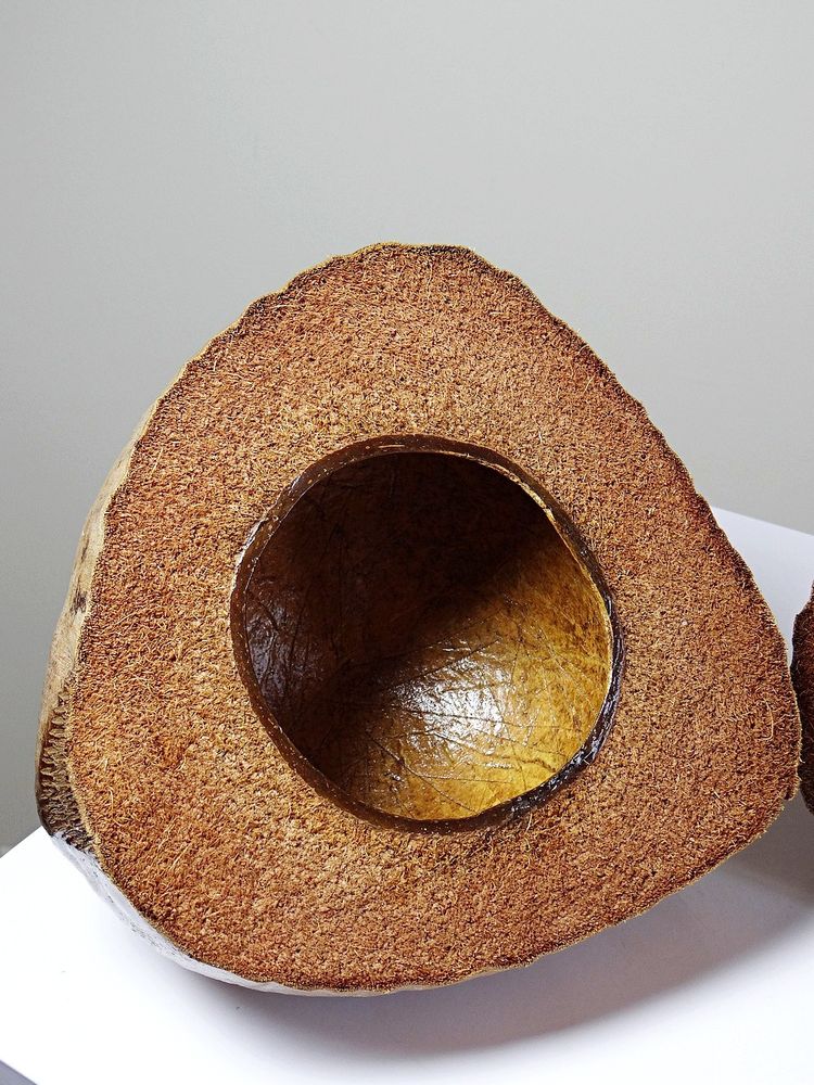 Curiosité boite vintage années 50-60 coco naturalisé seau à glaçons