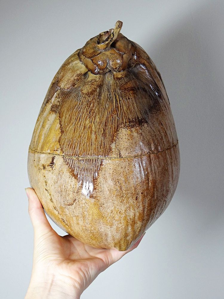 Curiosité boite vintage années 50-60 coco naturalisé seau à glaçons
