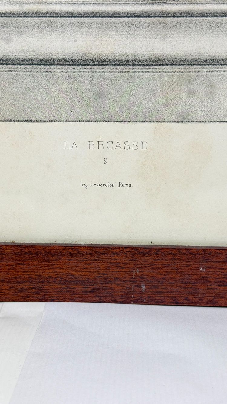 D'après Édouard Traviès – La Bécasse – Lithographie couleur XIXe