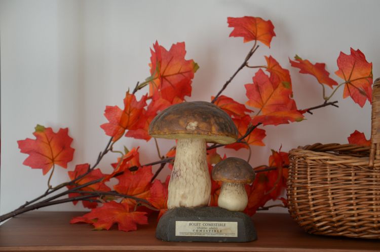 Champignon DEYROLLE Bolet comestible Circa 1960-1980