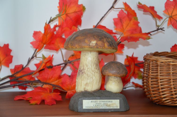 Champignon DEYROLLE Bolet comestible Circa 1960-1980