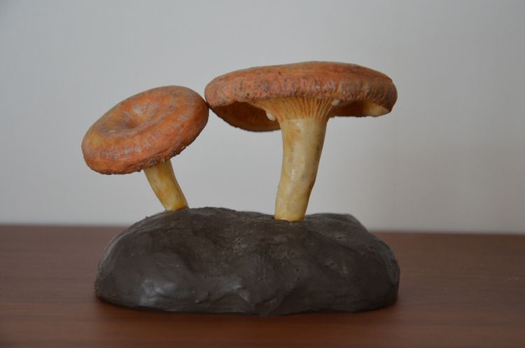 Objet scientifique Champignon DEYROLLE Lactaire Toisonné Circa 1960-1980
