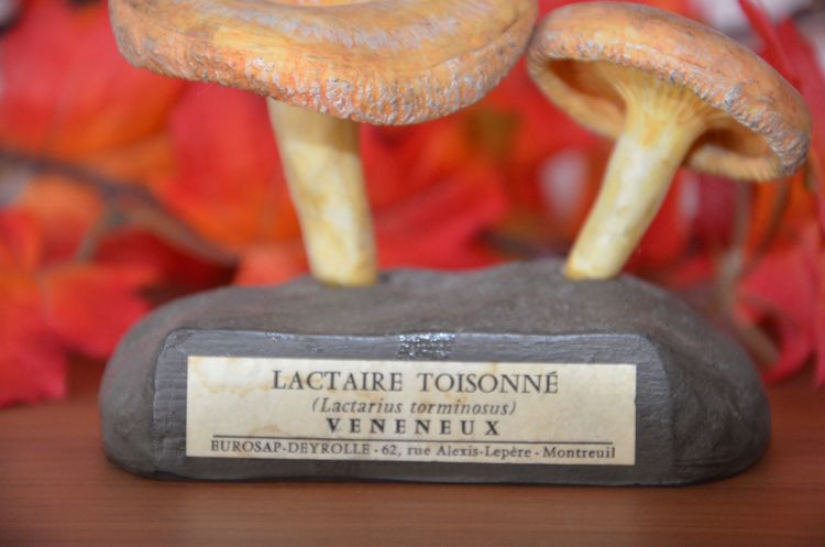 Objet scientifique Champignon DEYROLLE Lactaire Toisonné Circa 1960-1980
