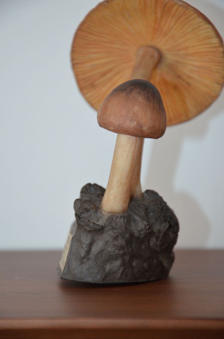 Objet scientifique : Champignon DEYROLLE Pluteus Couleur de Cerf Circa 1960-1980
