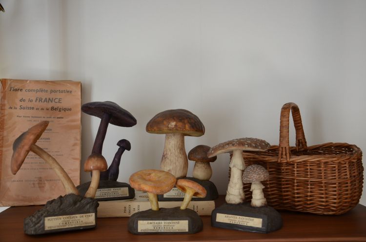 Champignon DEYROLLE Cortinaire Violet Circa 1960-1980
