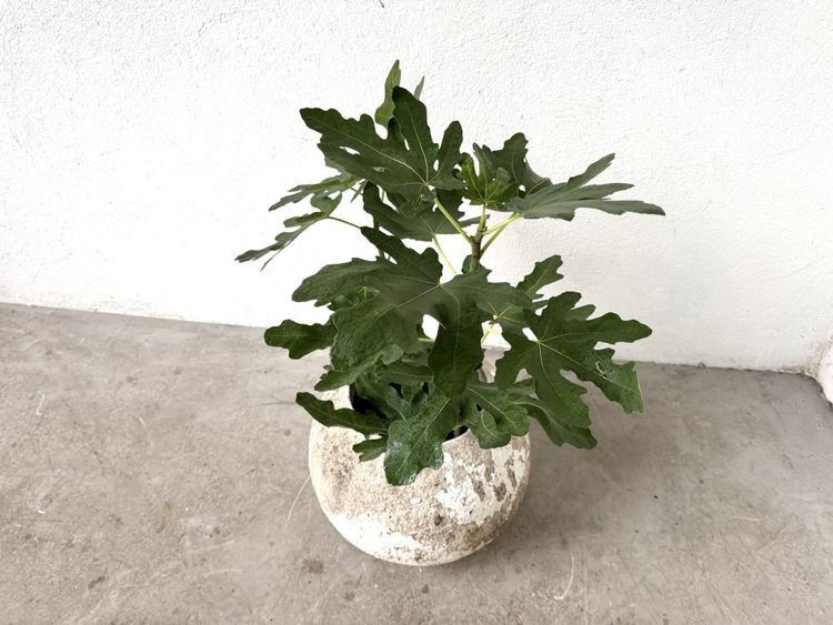 Spherical fiber-cement planter, DLG Willy Guhl, 1960s