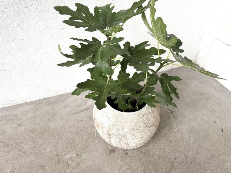 Spherical fiber-cement planter, DLG Willy Guhl, 1960s