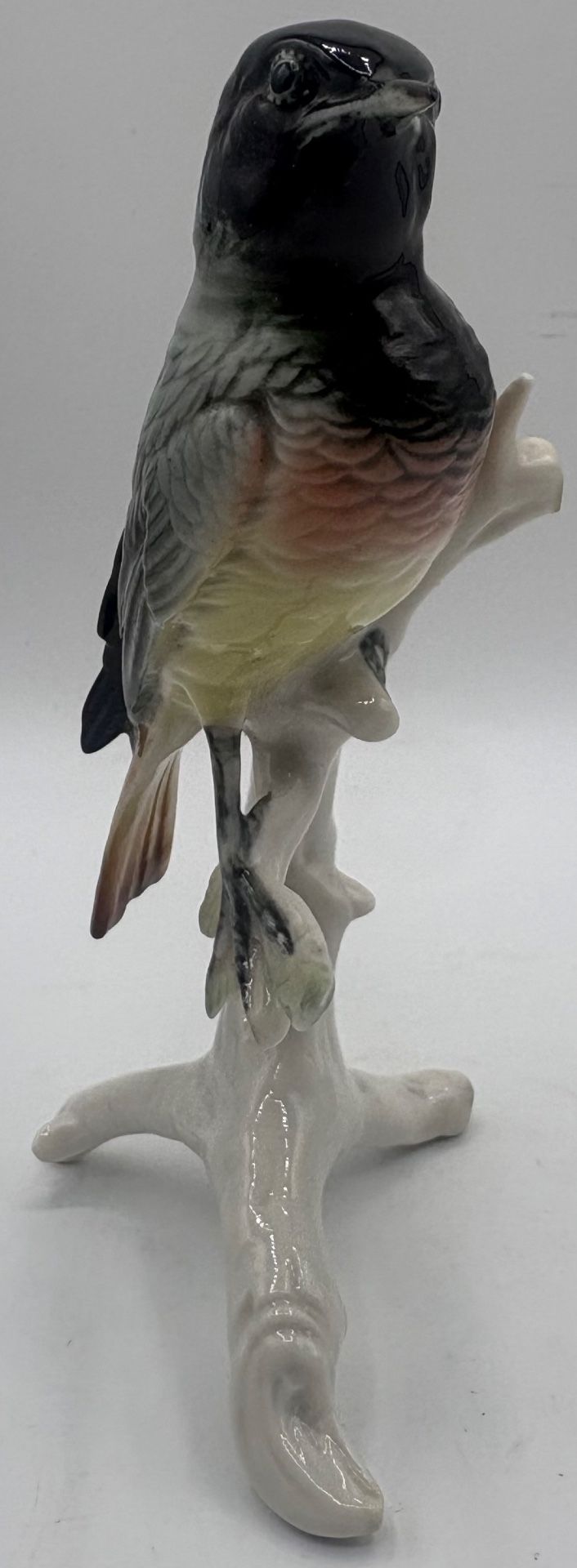 RED TAIL by Karl Hens