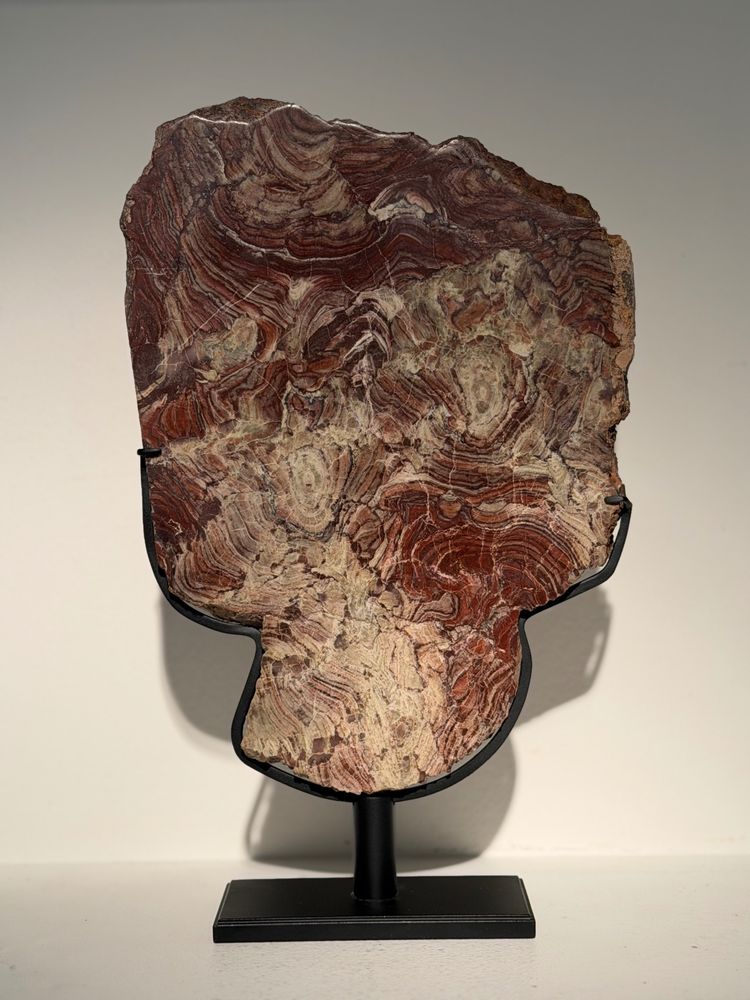 Plaque de stromatolite fossile polie 