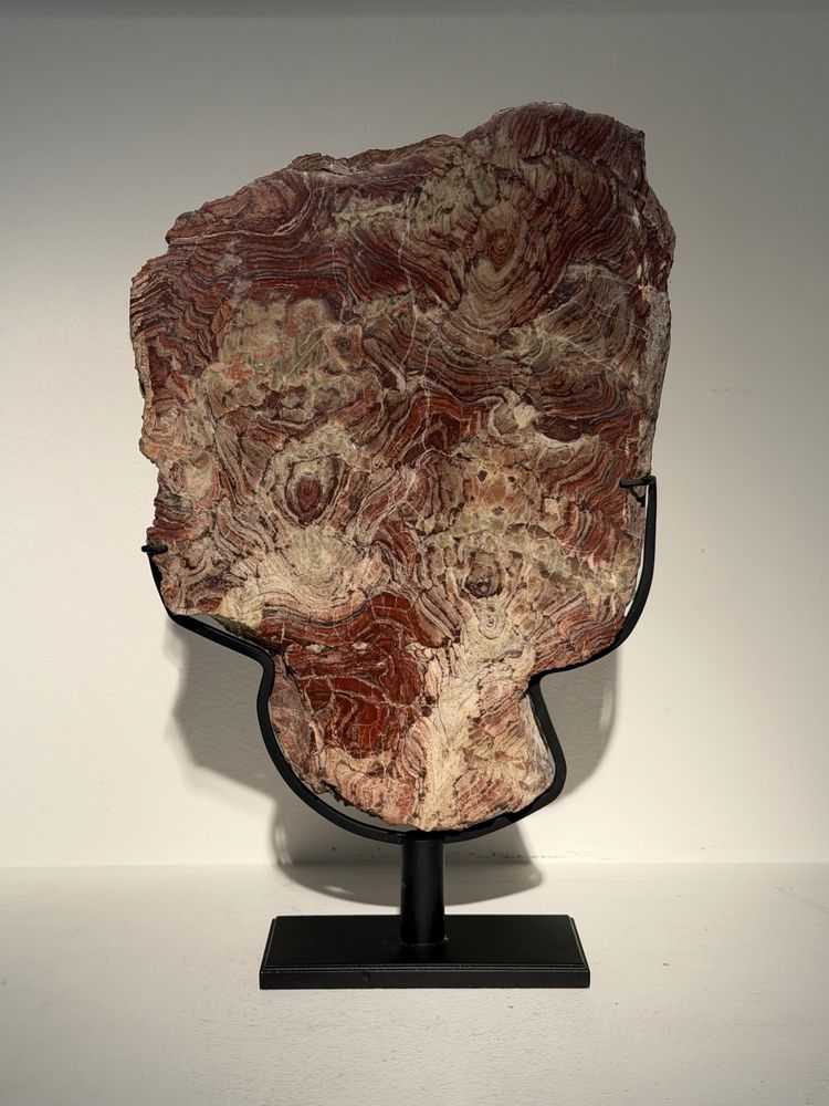 Plaque de stromatolite fossile polie 