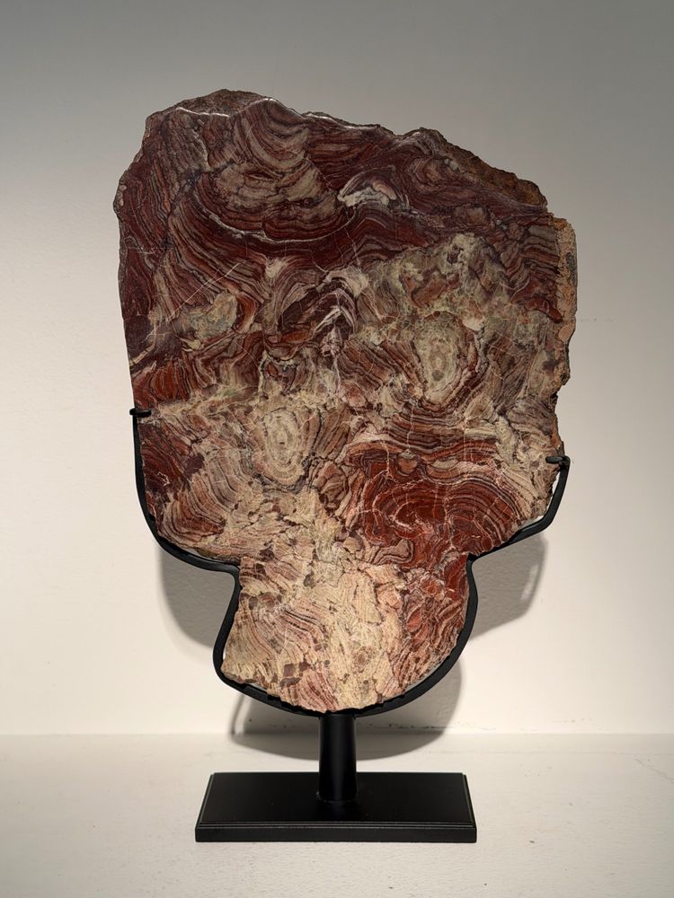 Plaque de stromatolite fossile polie 