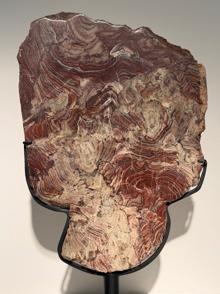 Plaque de stromatolite fossile polie 