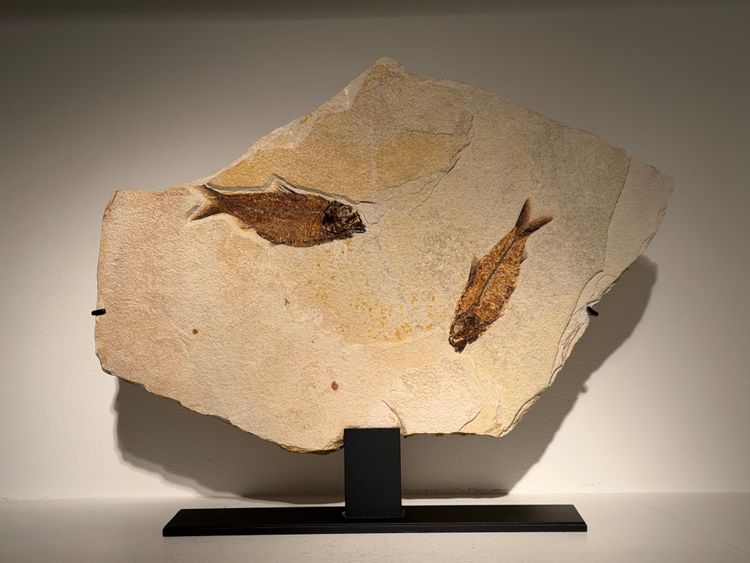 Plaque fossile comportant deux poissons Knigthia