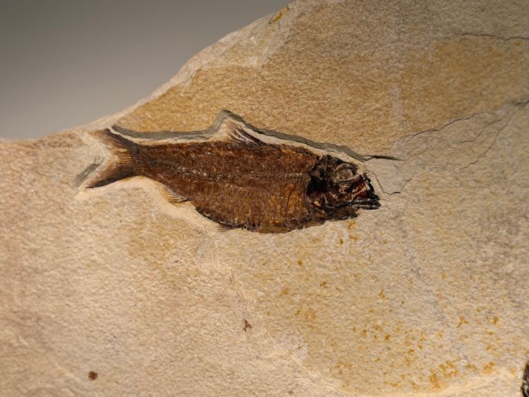 Plaque fossile comportant deux poissons Knigthia