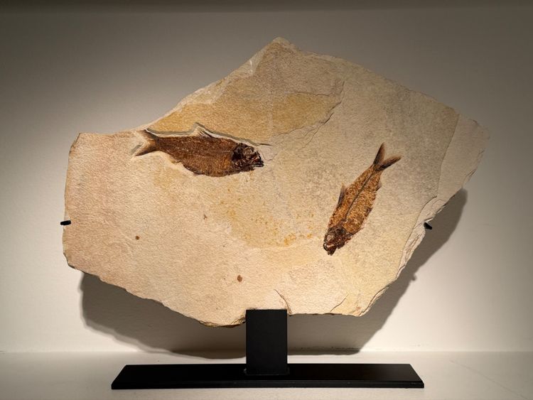 Plaque fossile comportant deux poissons Knigthia