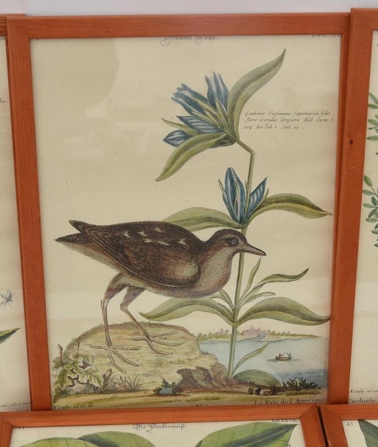 6 gravures oiseaux