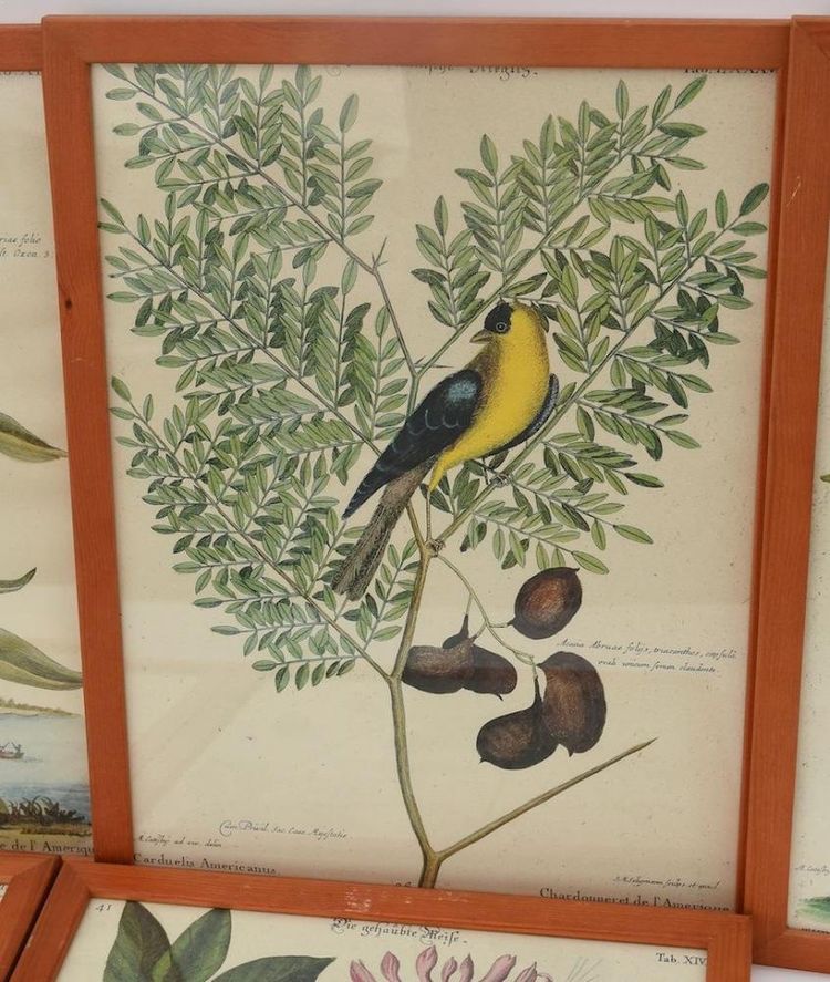 6 gravures oiseaux
