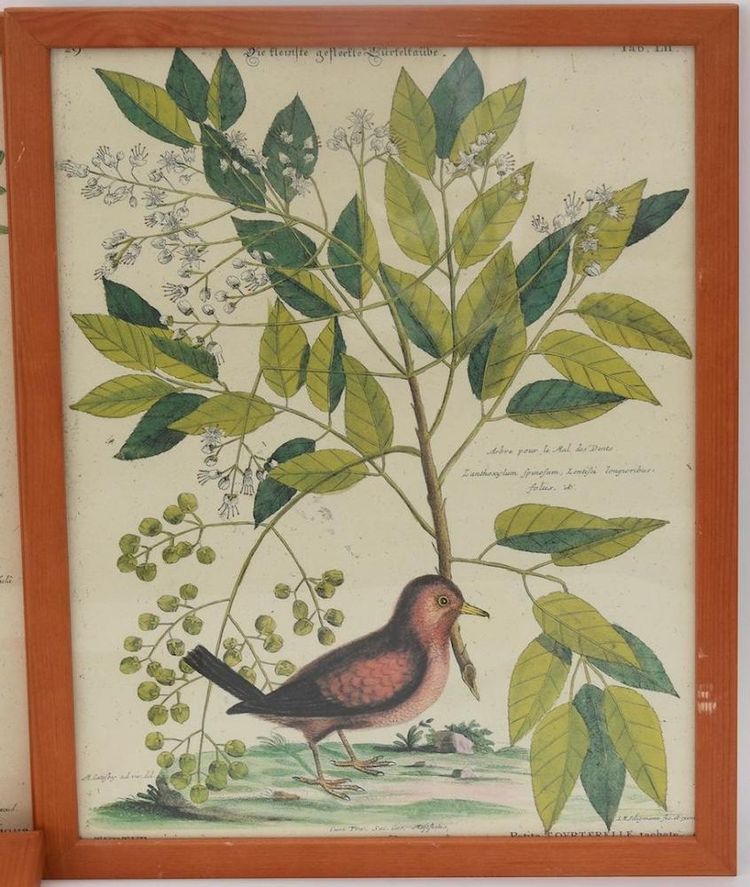 6 gravures oiseaux