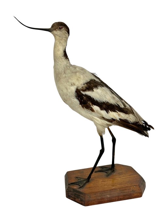 Large naturalized wading bird, XIXème