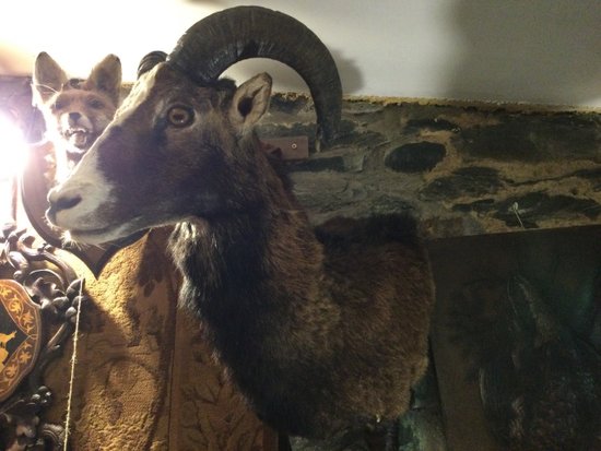 Tête en cape de mouflon d’Europe 