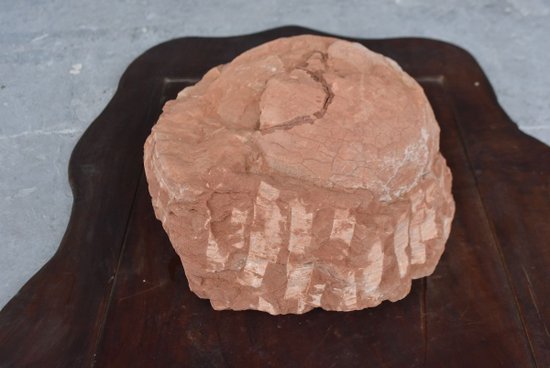 Oeuf Fossile De Dinosaure             