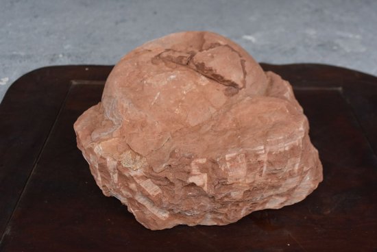 Oeuf Fossile De Dinosaure             