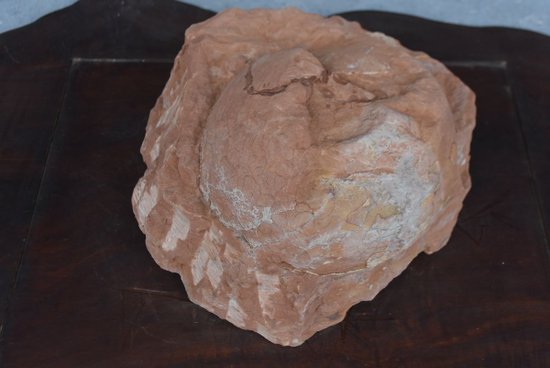 Oeuf Fossile De Dinosaure             