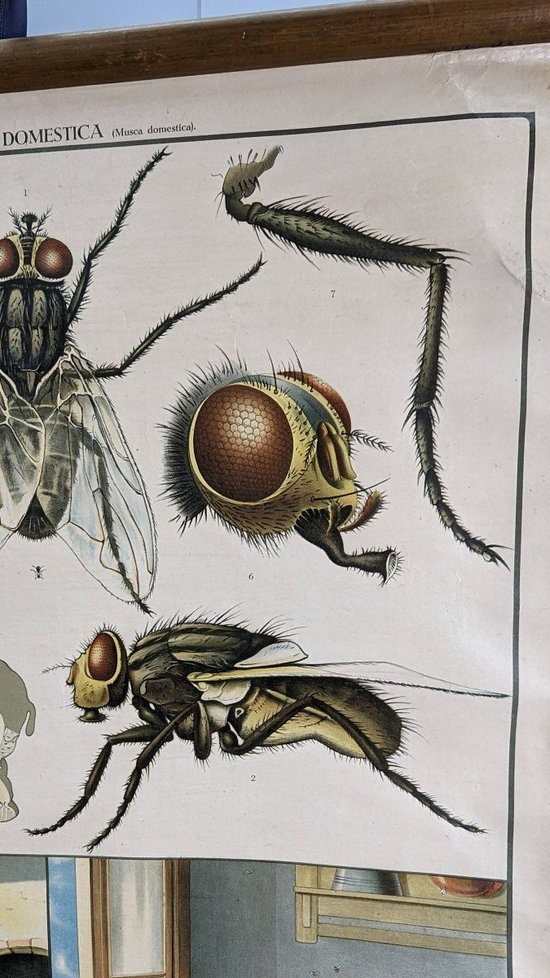Affiche Entomologique Ancienne Chromolithographie